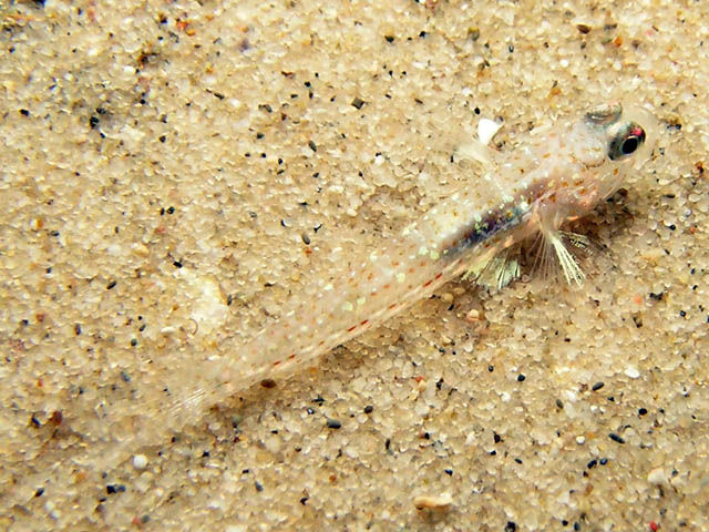 Nesogobius sp